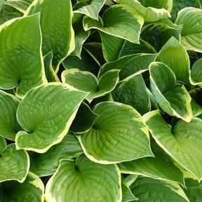 Hartlelie Aureomarginata Funkia - Hosta aureomarginata - Willemse