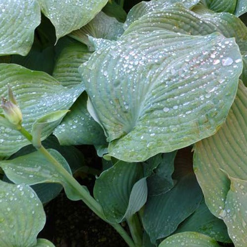 Hartlelie Blue Angel - Hosta hybride blue angel - Willemse