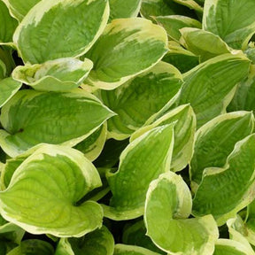 Hartlelie Delta Dawn Funkia - Hosta delta dawn - Willemse