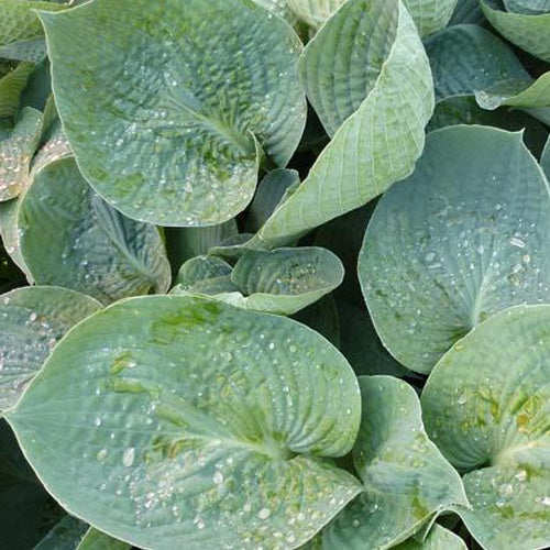 Hartlelie Love Pat Funkia - Willemse