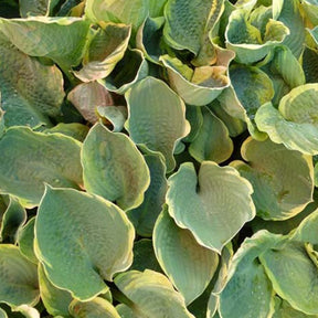 Hartlelie Pizzazz Funkia - Willemse