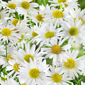 Zomeraster Alba - Willemse