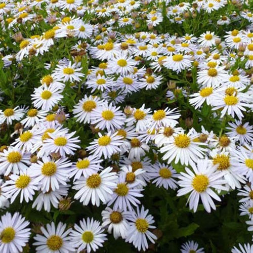 Zomeraster Madiva - Willemse