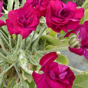 Koekoeksbloem Gardener's World - Willemse