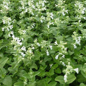 Kattenkruid Snowflake - Nepeta racemosa snowflake - Willemse
