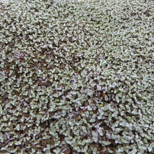 Zilverkussen - Raoulia australis - Willemse