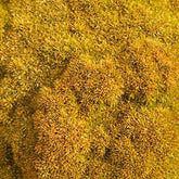 Nieuw-Zeelands mos - Willemse