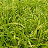 Veldbies Solar Flare - Willemse