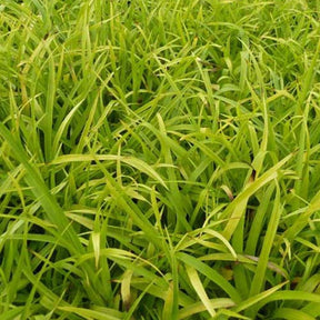 Veldbies Solar Flare - Willemse