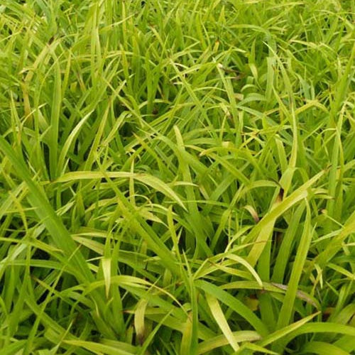 Veldbies Solar Flare - Willemse