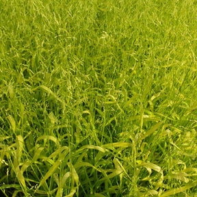 Bosgierstgras - Milium effusum aureum - Willemse