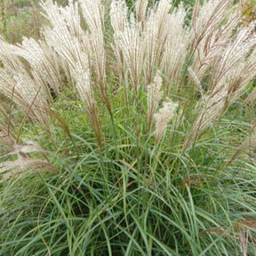 Miscanthus - Chinees riet - Prachtriet China - Miscanthus sinensis china