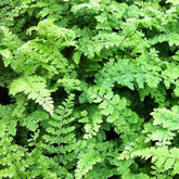 Zachte naaldvaren 'Proliferum Wollaston' - Willemse