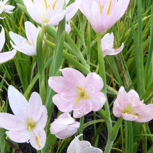 Kafferlelei - Schizostylis coccinea alba - Willemse