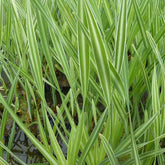 Grote bonte lisdodde - Willemse