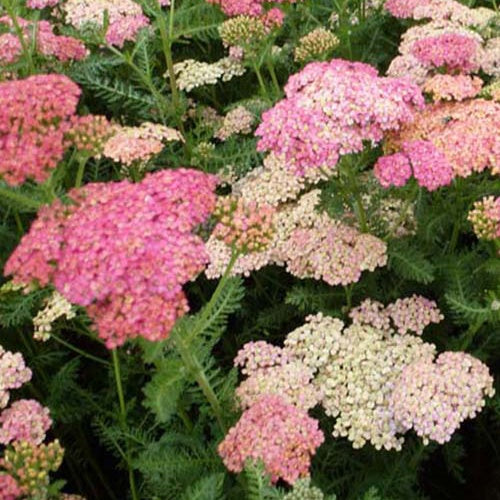 Duizendblad Wesersandstein - Willemse