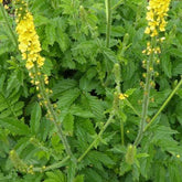 Gewone agrimonie - Willemse