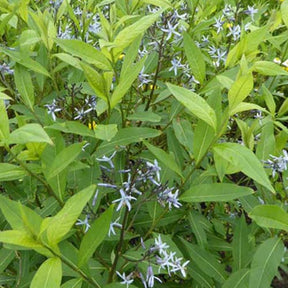 Amsonia tabernaemontana var. salicifolia - Blauwe ster - Bloeiende vaste planten
