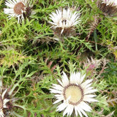 Zilverdistel - Willemse