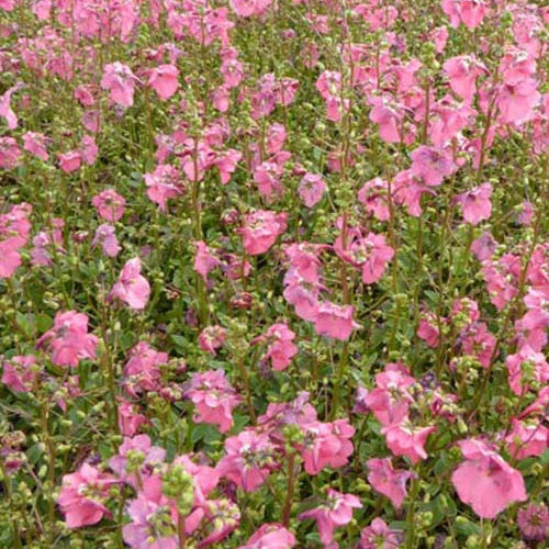 Diascia Ruby Field - Willemse