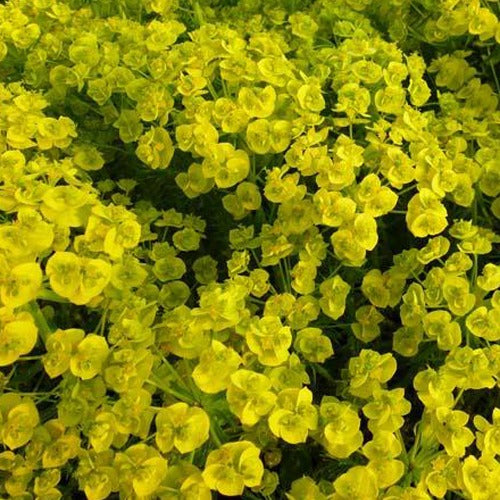 Wolfsmelk - Wolfsmelk Betten - Euphorbia waldsteinii betten