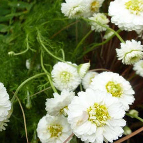 Roomse kamille ligulosum - Willemse