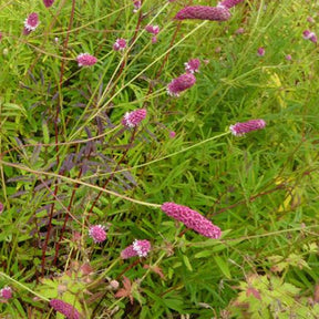 Pimpernel Purpurea - Willemse