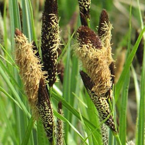 Zegge Acutiformis - Carex acutiformis - Willemse