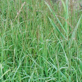 Pijpenstrootje Dauerstrahl - Willemse
