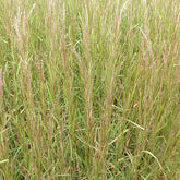 Klein prairiegras Cairo - Willemse