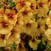 Toorts Honey Dijon - Willemse