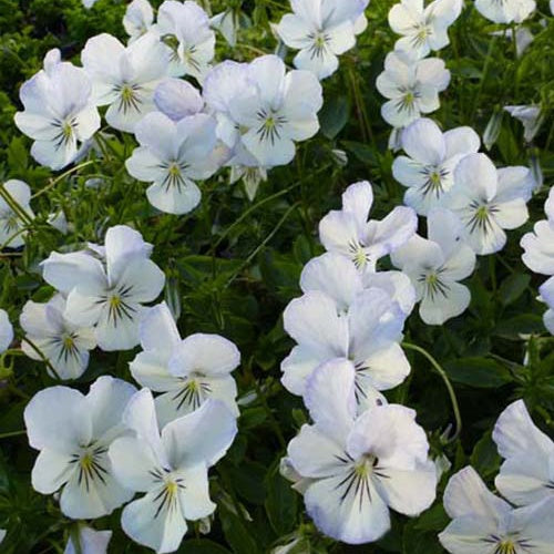 Viooltje Icy but Spicy - Willemse