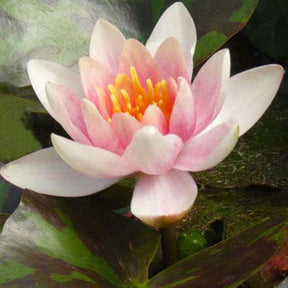 Waterlelie 'Aurora' - Nymphaea aurora - Populairst