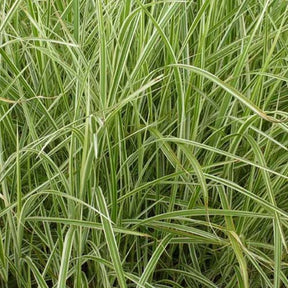 Prachtriet 'Variegatus' - Miscanthus sinensis variegatus - Willemse