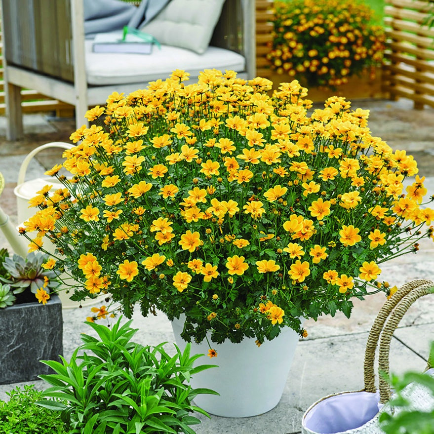 Bidens (x3) - Willemse