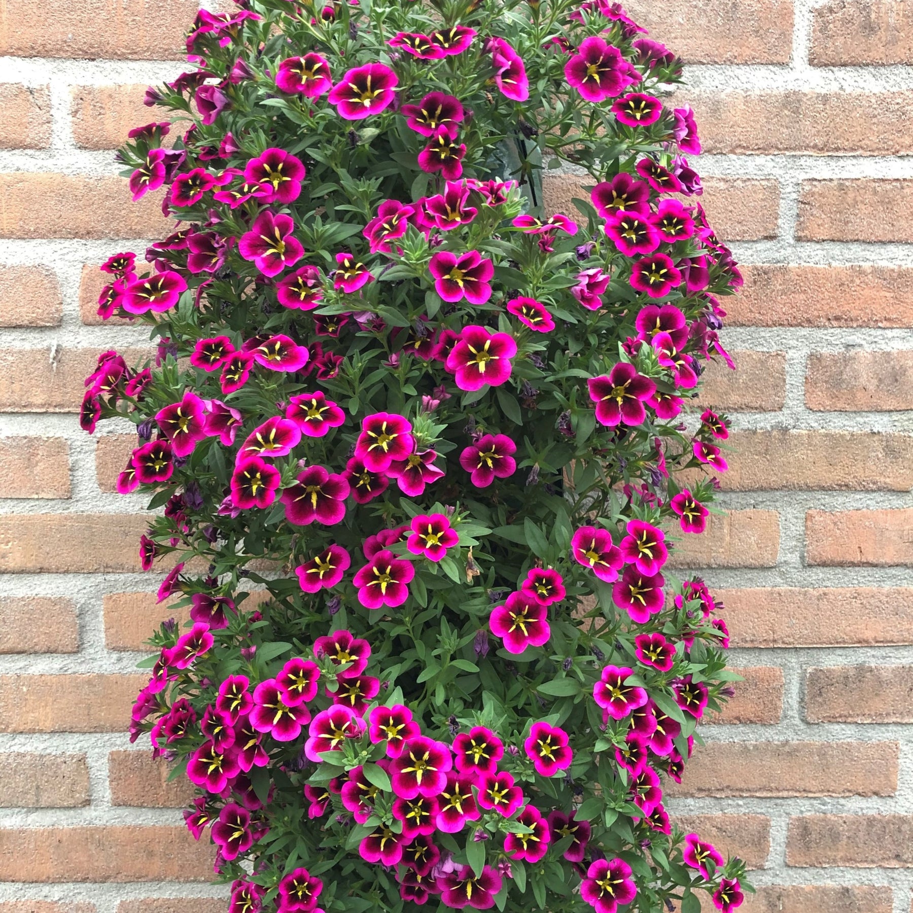 Verkoop Petunia 'Good Night Kiss' (x3) - Calibrachoa cabaret® 'good night kiss'