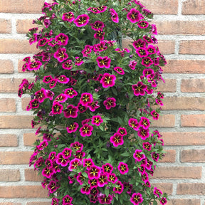 Verkoop Petunia 'Good Night Kiss' (x3) - Calibrachoa cabaret® 'good night kiss'