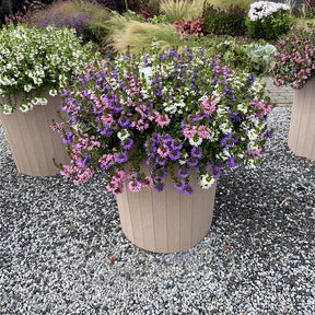 Waaierbloem gemengd (x3) - Scaevola aemula - Willemse