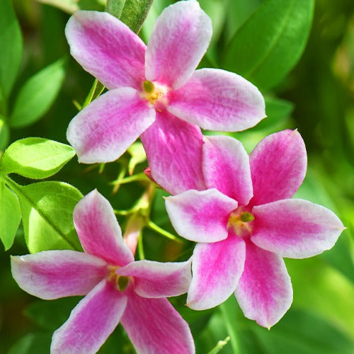 Roze Jasmijn Summer Scent - Jasminum x stephanense Starry Summer Scent - Willemse