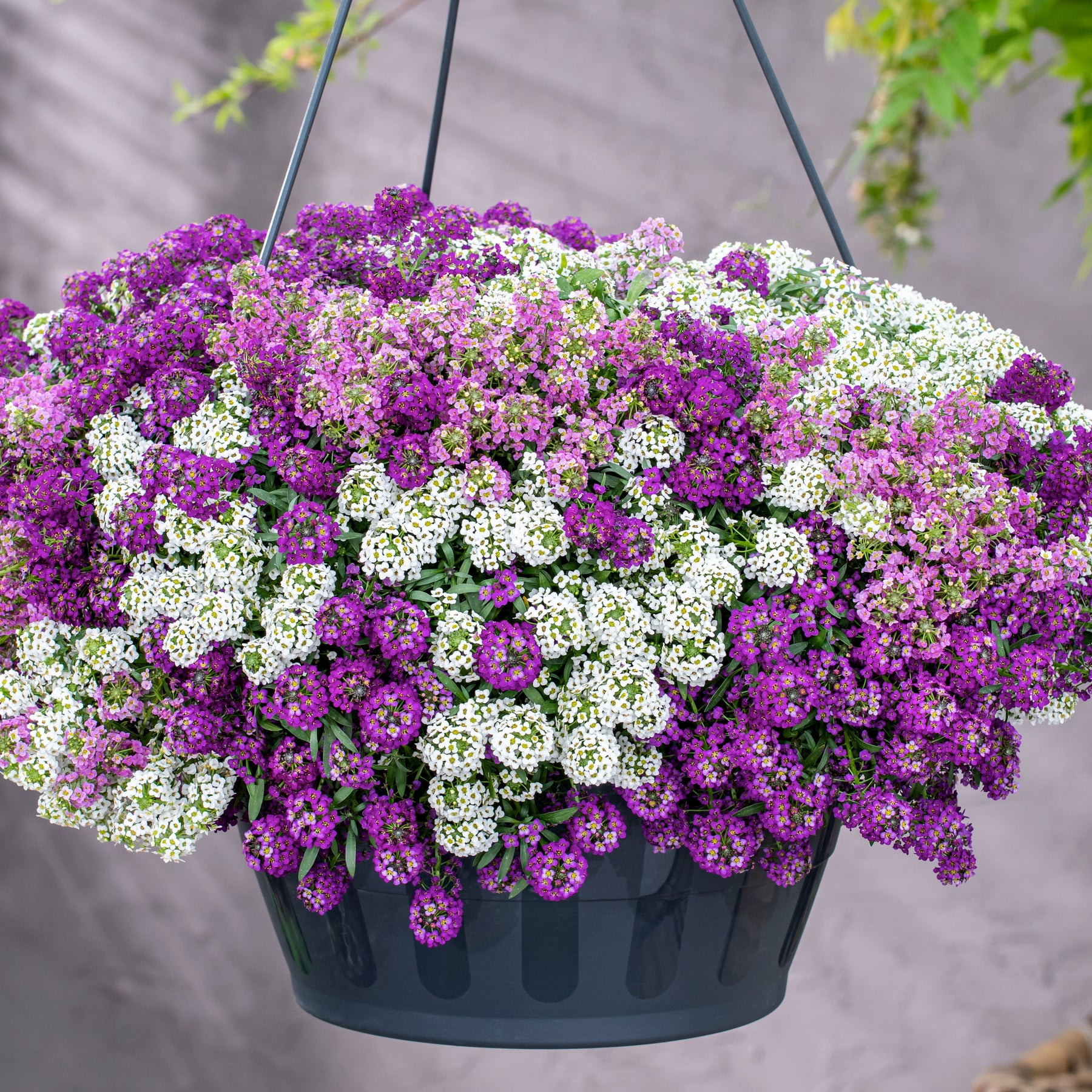 Sneeuwkleed (x3) - Willemse