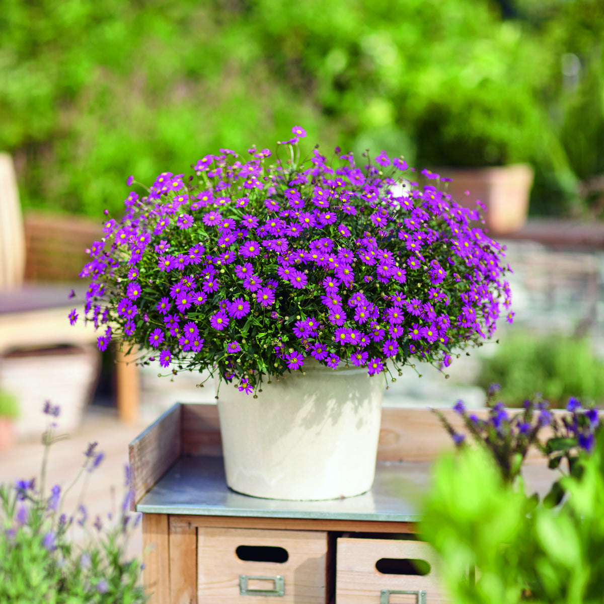 Australisch madeliefje roze (x3) - Willemse