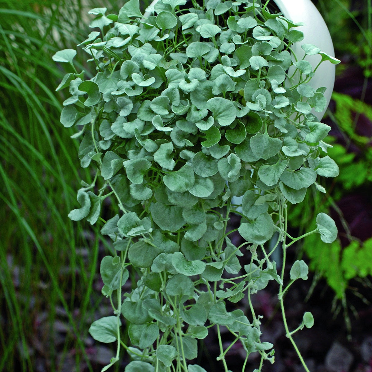 Dichondra argentea Silver Falls - Dichondra (x3) - Vaste planten