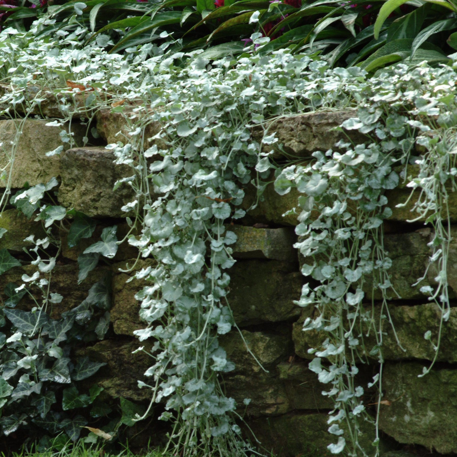 Dichondra (x3) - Willemse