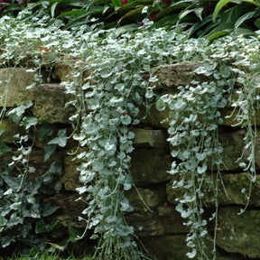 Dichondra (x3) - Willemse