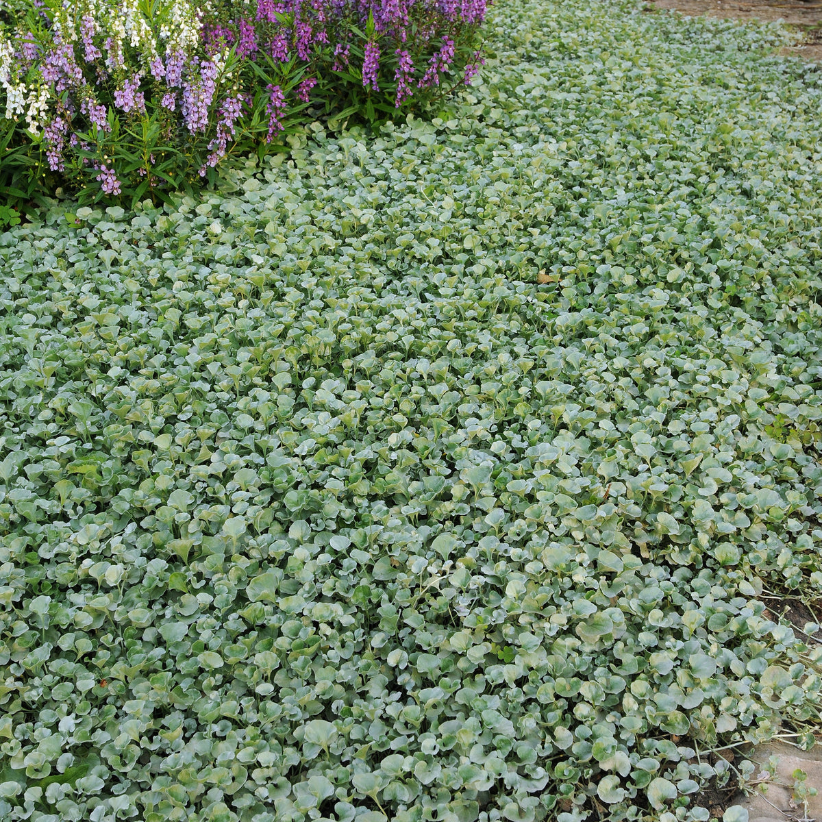 Dichondra (x3) - Dichondra argentea Silver Falls - Willemse