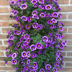 Calibrachoa Cabaret® Bumble Bee - Mini Petunia Bumble Bee (x3) - Petunia en Calibrachoa