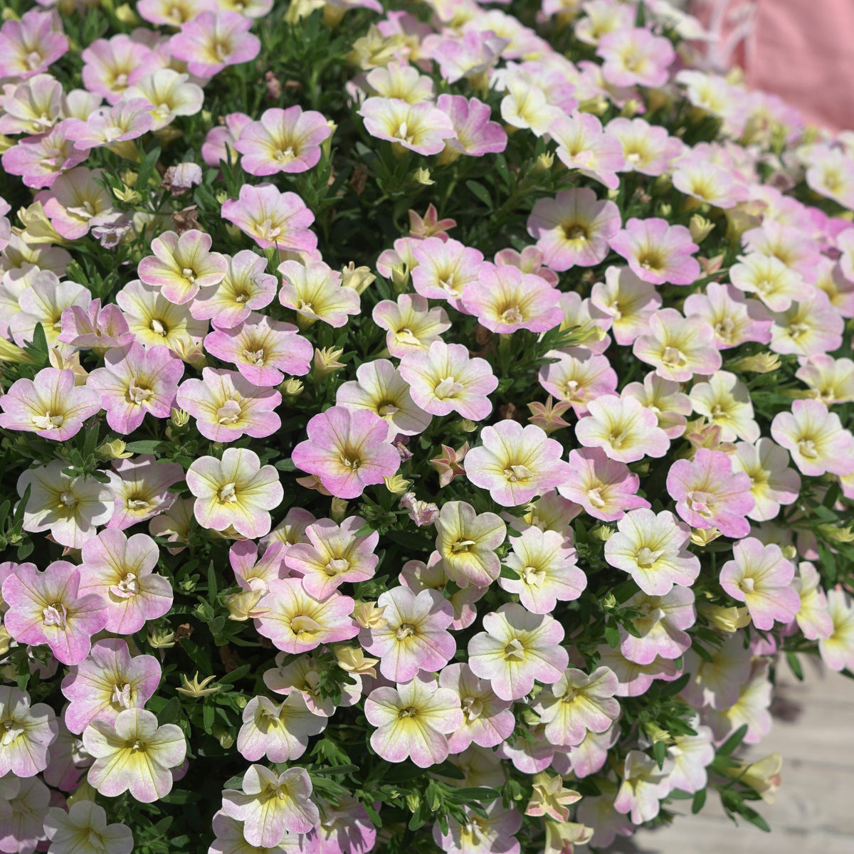 Gevulde Mini Petunia pastelkleur (x3) - Calibrachoa Fancy Francy - Willemse