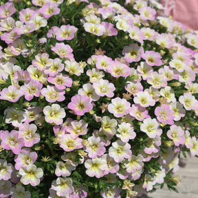 Gevulde Mini Petunia pastelkleur (x3) - Calibrachoa Fancy Francy - Willemse
