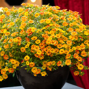 Mini Petunia geel-oranje(x2) - Willemse