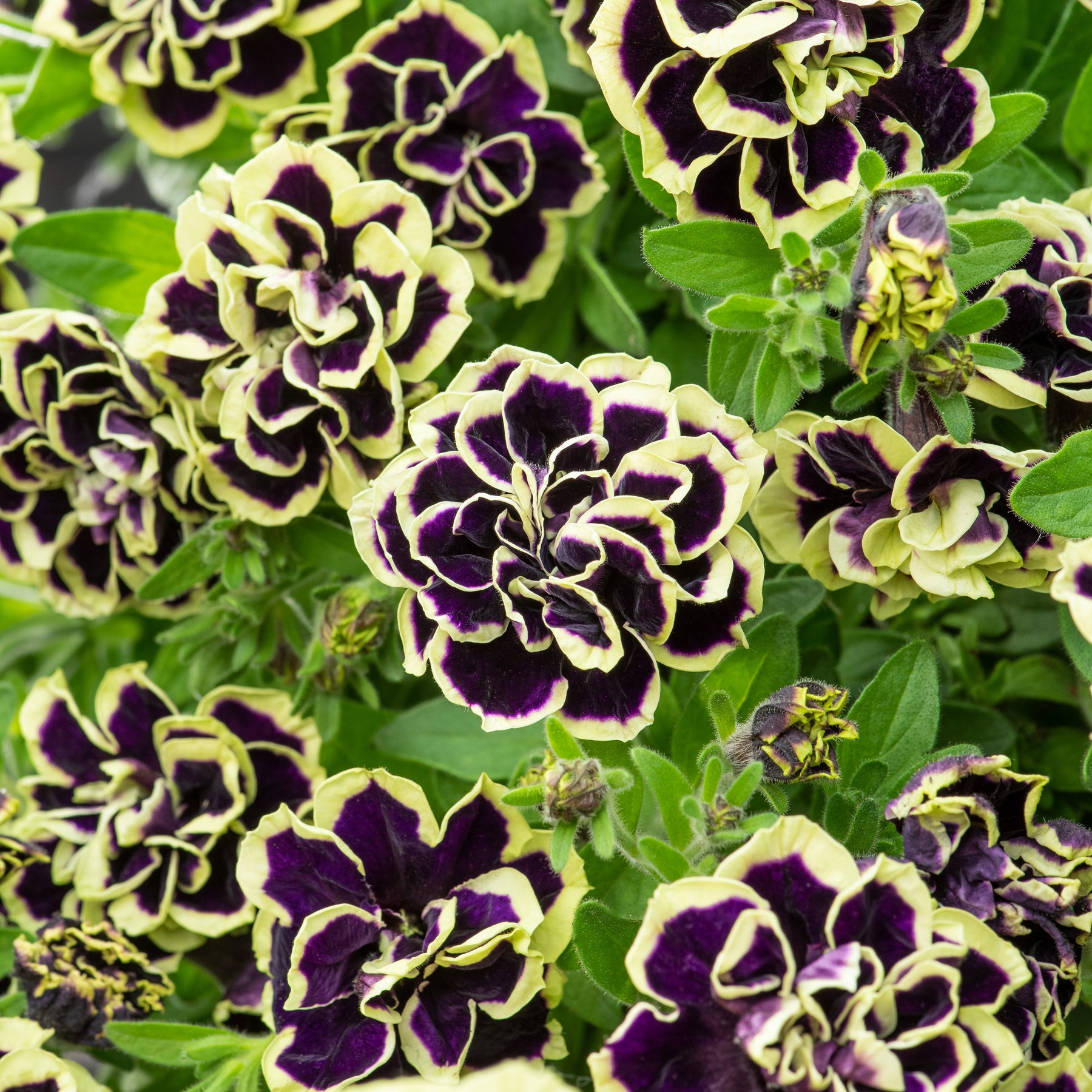 Gevulde Petunia zwart-geel(x2) - Petunia Midnight Gold - Willemse